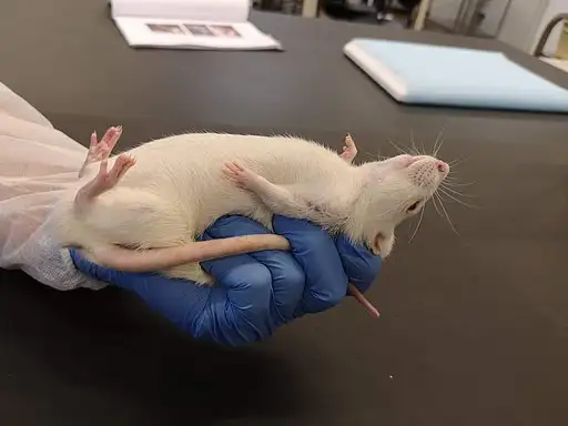 Subkutan (SC) injektion i bugen på rotten