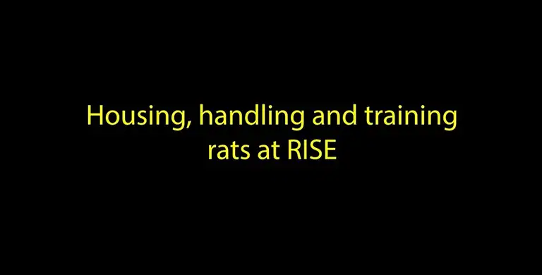 Opstaldning, håndtering og træning af rotter (film)